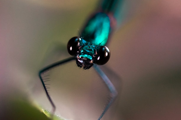 金属绿色豆娘的特写宏观照片图片下载