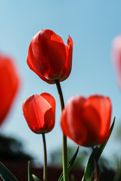 盛开的郁金香在明亮阳光下的特写照片图片下载