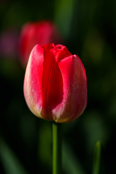 盛开的郁金香在明亮阳光下的特写照片图片下载