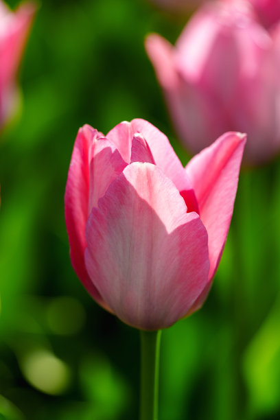 盛开的郁金香在明亮阳光下的特写照片图片下载