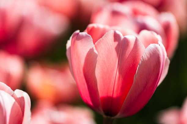 盛开的郁金香在明亮阳光下的特写照片图片下载