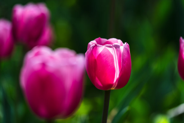 盛开的郁金香在明亮阳光下的特写照片图片下载