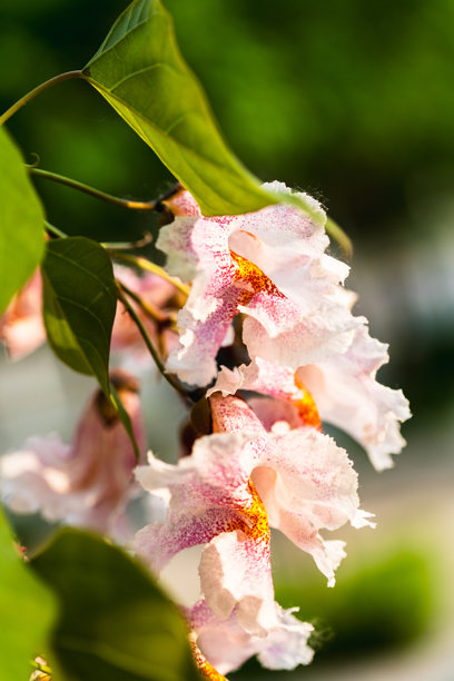 盛开的紫葳树特写照片，沐浴在明亮的阳光下图片下载