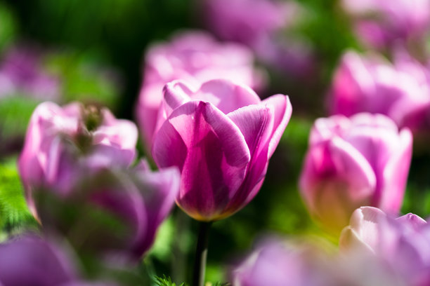 盛开的郁金香在明亮阳光下的特写照片图片下载