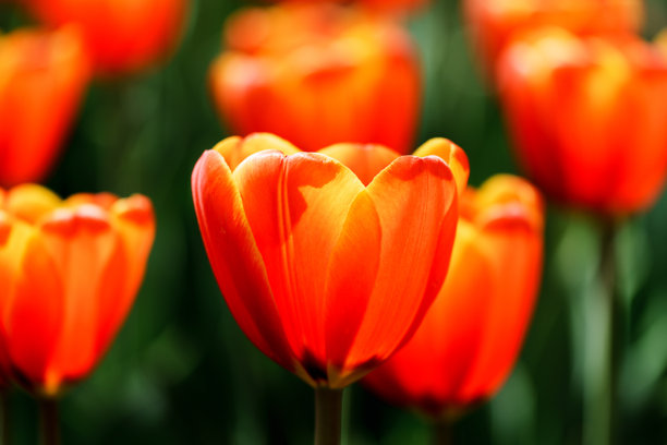 盛开的郁金香在明亮阳光下的特写照片图片下载