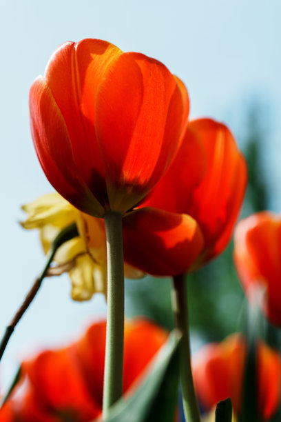 盛开的郁金香在明亮阳光下的特写照片图片下载