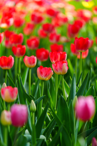 盛开的郁金香在明亮阳光下的特写照片图片下载
