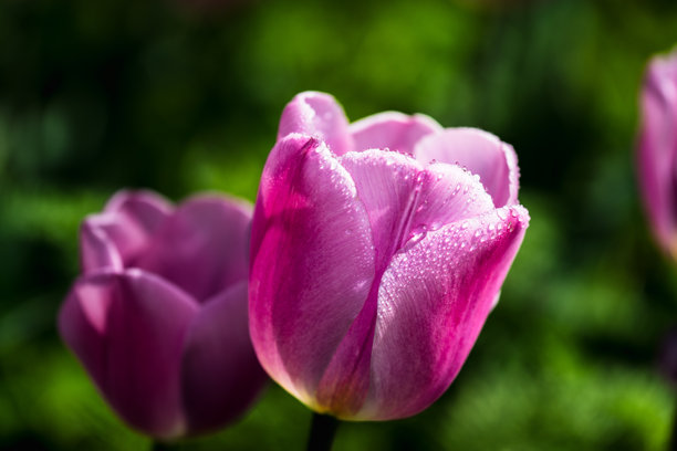 盛开的郁金香在明亮阳光下的特写照片图片下载