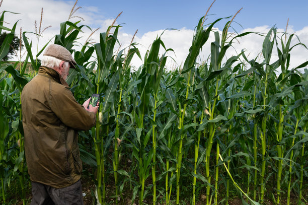 农民用手机拍摄农作物的照片图片下载