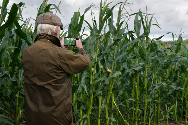 农民用手机拍摄玉米的照片图片下载