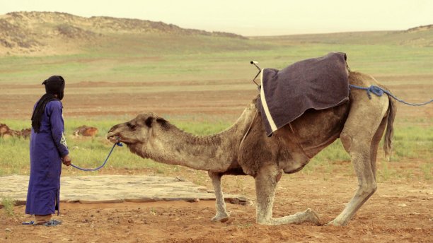 在摩洛哥扎戈拉附近的撒哈拉沙漠边缘，一只单峰骆驼在图阿雷格人的指示下跪在地上（横向数字彩色照片）。图片下载