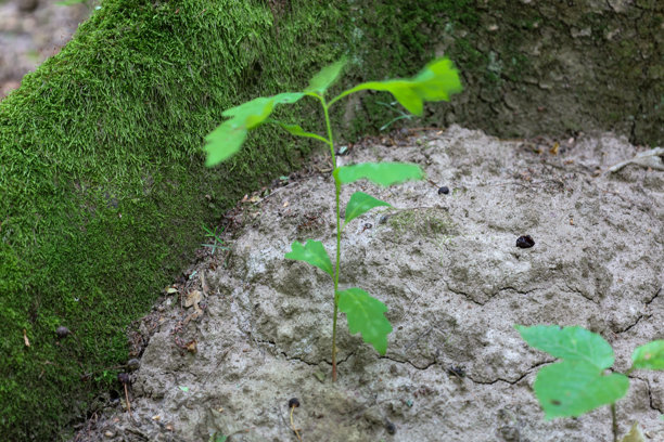 一株小树苗从一棵老树根部的干燥土壤中冒出，老树的树干上覆盖着厚厚的绿色苔藓。这张照片象征着新的开始、韧性和生命的循环。图片下载