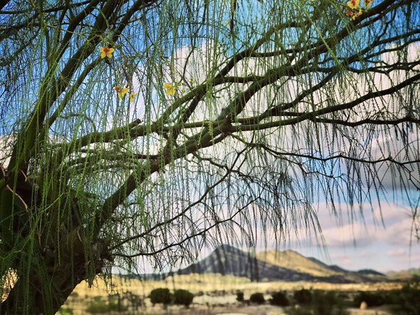 抽象的树木与丘陵风景的照片图片下载