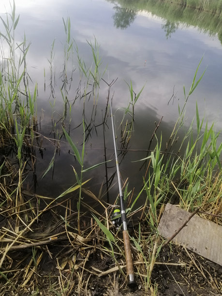 垂直照片：钓鱼竿静静地躺在自然环境中的水边。芦苇和钓鱼装备暗示着宁静的早晨。平静的水面和河岸附近的钓鱼竿，周围环绕着草和芦苇。图片下载