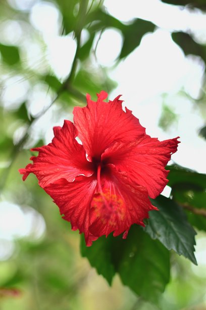 高质量照片，鲜艳的红色芙蓉花盛开在柔和的绿色背景下，象征着美丽、纯洁和热带温暖。图片下载