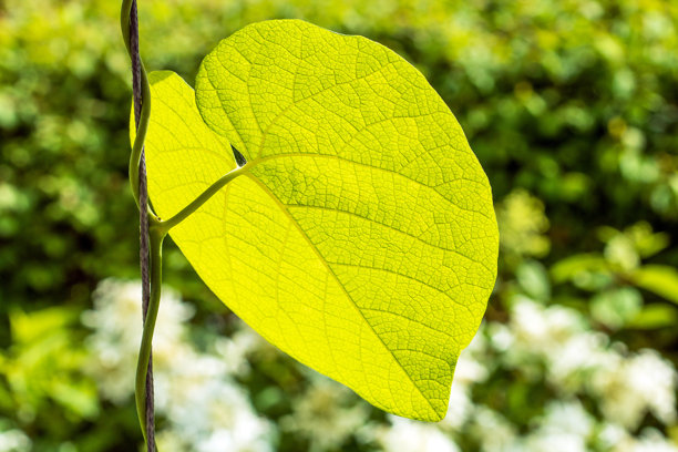 阳光照耀下的明亮绿色半透明马兜铃叶的特写照片图片下载