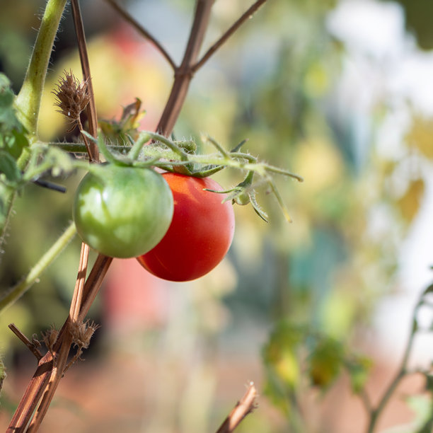 阳光照耀下的成熟番茄特写，真实的花园图片图片下载