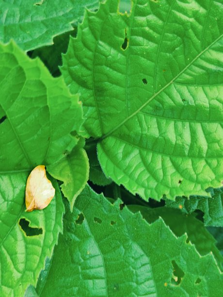 树枝上鲜艳绿色叶子的特写照片图片下载