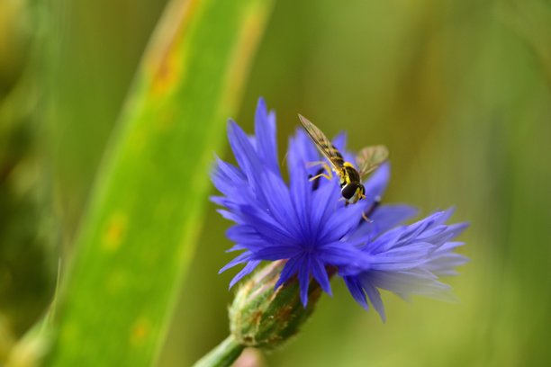 特写镜头展示了在附近有小麦穗的鲜艳蓝色矢车菊（Centaurea cyanus）上觅食的蜜蝇（Syrphidae）。这张微距照片捕捉了授粉、自然之美和夏季生物多样性。图片下载