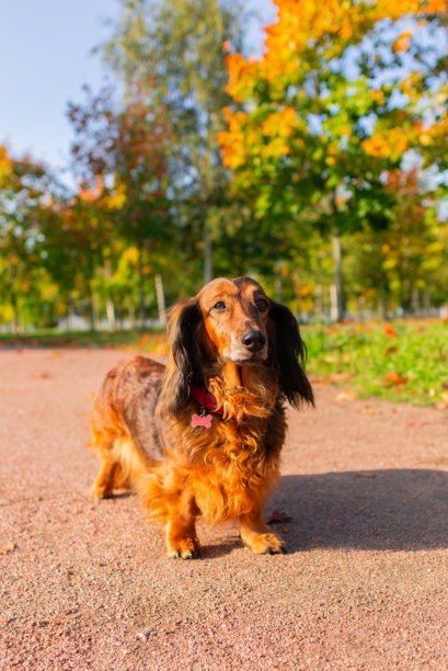 明亮的红色腊肠犬肖像，目光向前，优美的长毛狗在阳光明媚的秋季公园小径上站立，竖版照片。图片下载