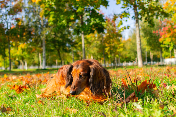 有趣的长毛腊肠犬，漂亮的红色小狗在阳光明媚的秋季公园中，金色落叶下站立，横向照片图片下载
