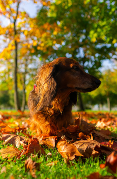 红色长毛腊肠犬，漂亮的狗狗在阳光明媚的秋季公园中金色落叶上站立，竖版照片图片下载