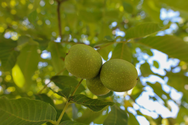 树枝上绿色核桃的自然拍摄。照片传达出温暖阳光明媚的氛围，强调未来收成的新鲜和有机来源。图片下载