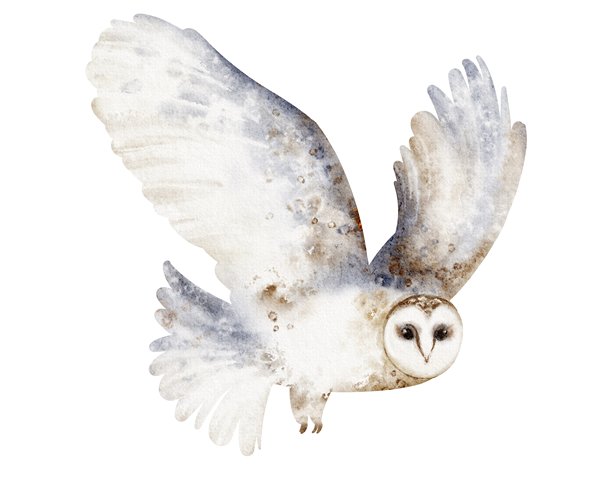 白色北方猫头鹰水彩插画肖像图片下载