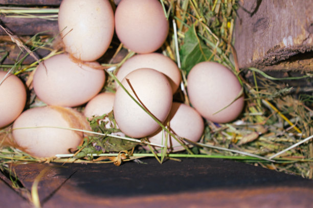 自制鸡蛋躺在干草和稻草的巢中。这张照片非常适合与天然产品、有机食品、农业、有机农业、乡村生活、传统和家庭管理相关的主题。图片下载