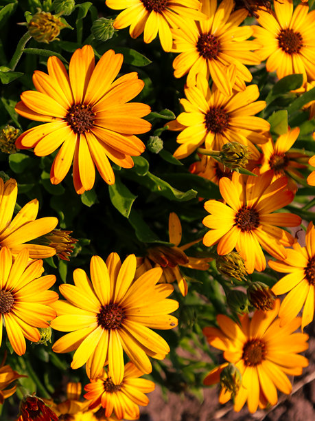 明亮的黄色花朵在阳光下茁壮成长，中心为棕色，密集地生长，营造出节日和快乐的氛围。这张图片展示了夏季绽放的生机与美丽。图片下载