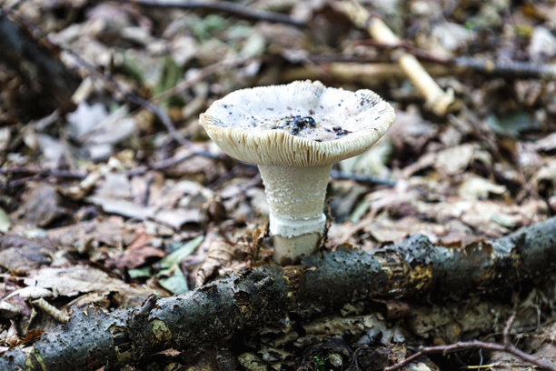 一朵孤独的蘑菇在落叶和树枝间生长，营造出秋季森林的场景。这张细致的照片突显了自然的细腻之美，捕捉了蘑菇帽的纹理和形状。图片下载