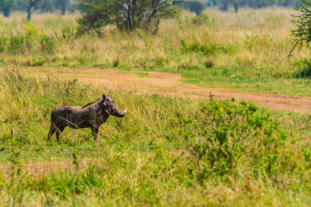 坦桑尼亚恩戈罗恩戈罗火山口国家公园的普通疣猪（Phacochoerus africanus）。野生动物照片图片下载