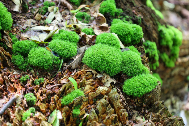 明亮绿色的苔藓在一根老树桩和森林地面上生长，形成蓬松的枕头。这是一张详细的微距照片，展示了野生动物的纹理、美丽和生物多样性。图片下载
