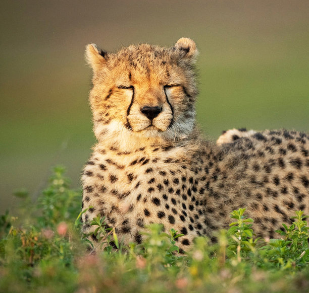 美丽的坦桑尼亚野生动物图片图片下载