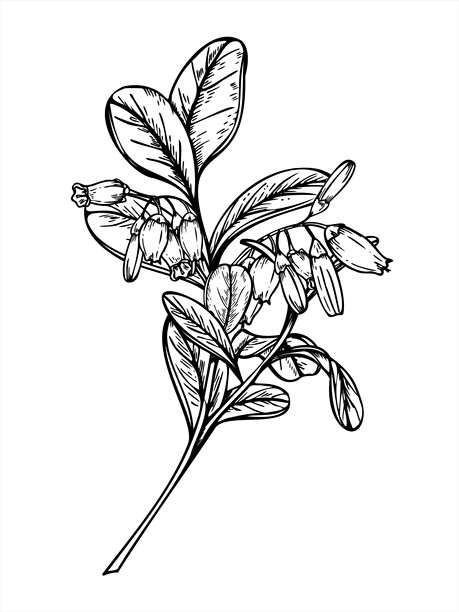 开花的越橘枝条，带有叶子和花朵，单色矢量线条艺术黑色墨水素描。适用于北欧设计、有机产品包装和植物艺术的野生浆果灌木与花朵。图片下载