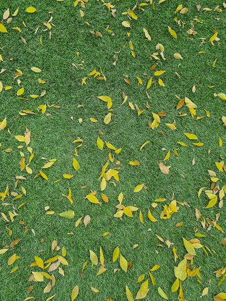 秋天背景下人工绿草上的黄色落叶竖版照片图片下载