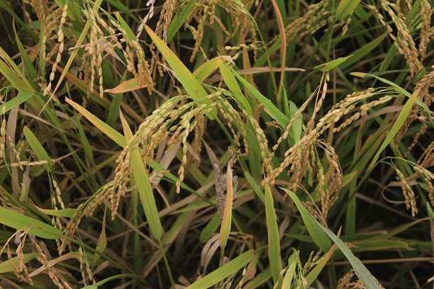 稻田特写照片图片下载