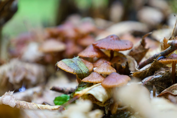 小蘑菇在由落叶组成的森林地面上生长，橙色的帽子显得格外醒目。这张微距照片展示了秋季森林的生机与细腻之美。图片下载