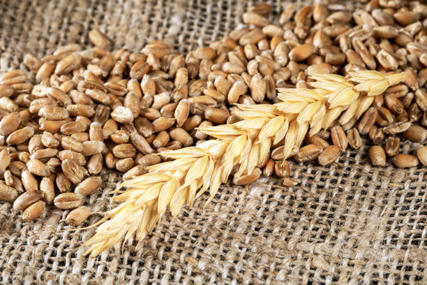 金色小麦粒和麦穗的特写照片，背景为麻布纹理图片下载