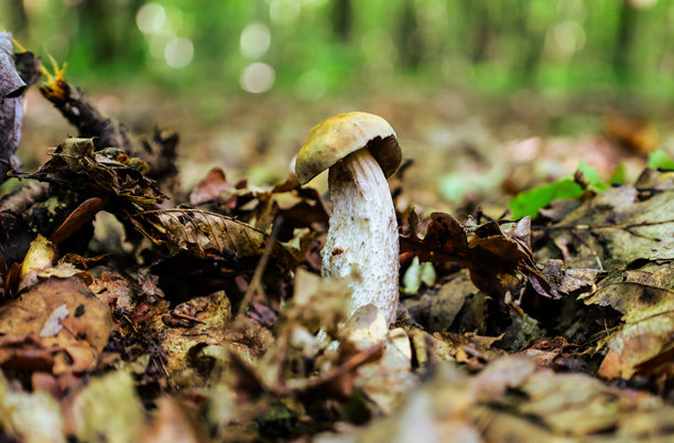 一朵小蘑菇，带有淡色的帽子和粗壮的茎，生长在覆盖着落叶的森林地面上。这张照片传达了在树林中安静秋日散步的氛围以及蘑菇的季节。图片下载