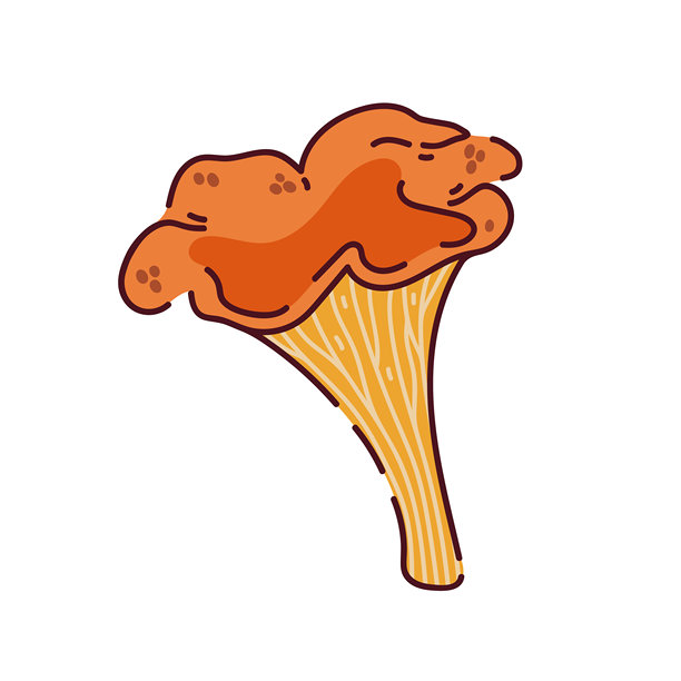 鸡油菌矢量图标。可食用的森林蘑菇。秋季橙色真菌，野生采摘。用于食品包装、餐厅菜单、烹饪项目、儿童教育。手绘剪贴画，白色背景上独立展示。图片下载