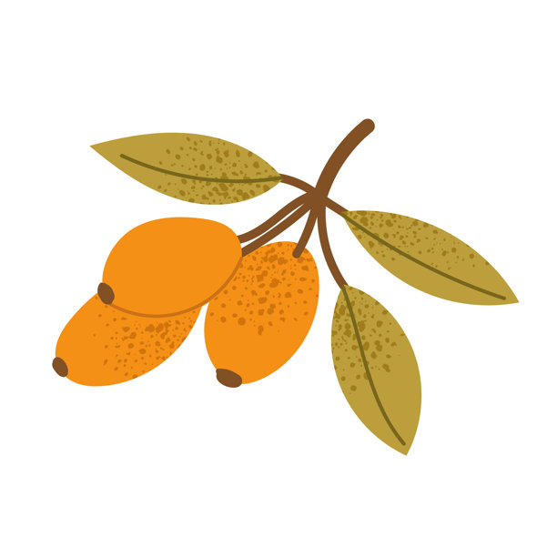 沙棘。橙色浆果与绿色叶子在枝条上。秋季野生水果植物元素。平面矢量插图，背景为白色。图片下载