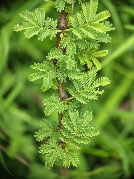 大角豆（Vachellia grandicornuta）植物叶子的特写照片。图片下载