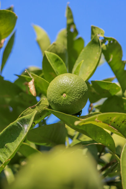 橘子树上挂满绿色果实。柑橘类。竖版照片图片下载