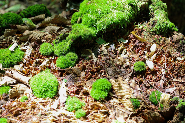明亮的绿色苔藓在森林地面上与落下的棕色树叶交错生长。这张照片突出了新生命与衰败之间的对比，象征着自然的持续循环。图片下载