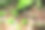 明亮的绿色苔藓在森林地面上与落下的棕色树叶交错生长。这张照片突出了新生命与衰败之间的对比，象征着自然的持续循环。图片下载