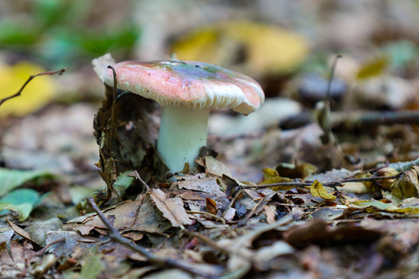 在茂密的森林中，落叶和树枝之间长出了一种鲜艳的蘑菇，白色的茎和粉白色的帽子。这张图片强调了自然的惊人美丽和生物多样性。图片下载
