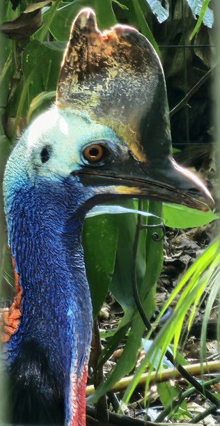 南方鸸鹋侧面头像图片下载