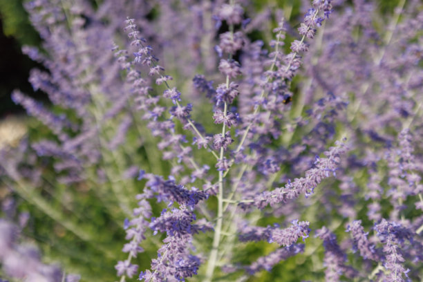 住宅后院的花园景观、开花植物和绿植照片图片下载
