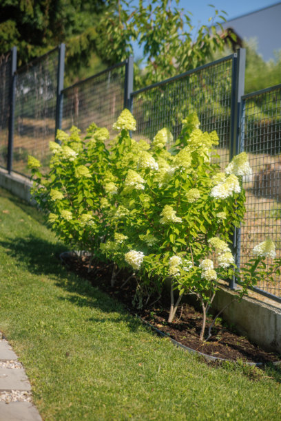 住宅后院的花园景观、开花植物和绿植照片图片下载